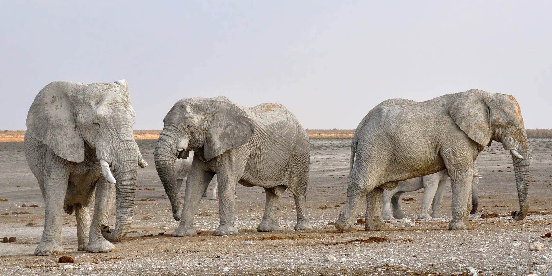 namibia elephants