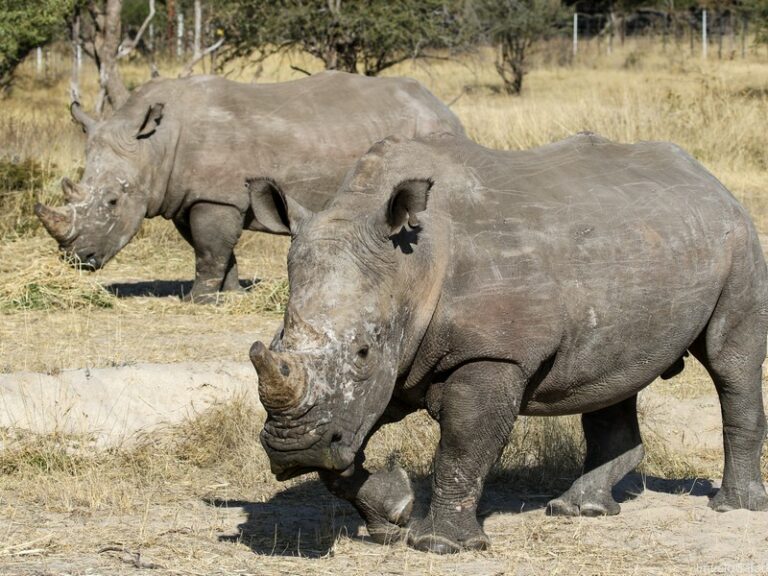 Zimbabwe rhino conservation