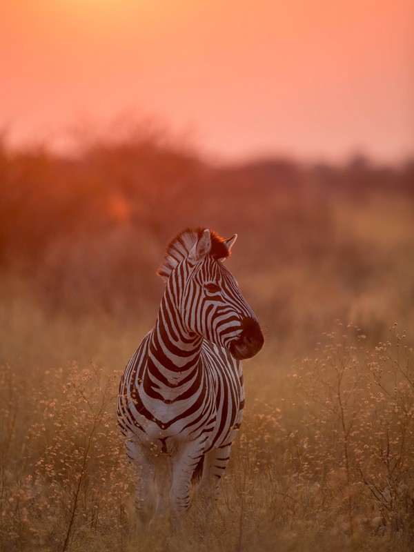 zebra at Dinaka Botswana