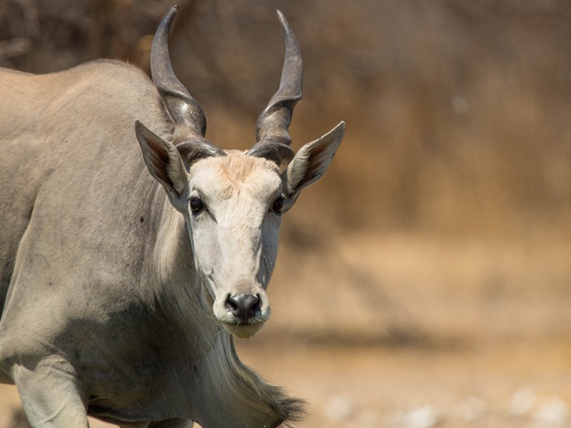 Dinaka Botswana wildlife