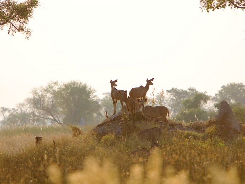 Botswana kanana safari