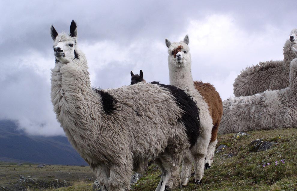alpacas in cotopaxi ecuador