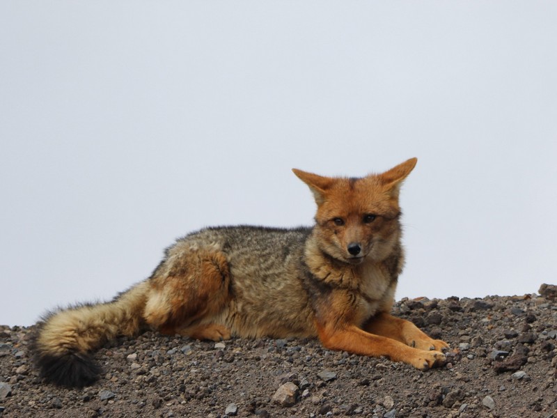 Ecuadorian mountain fox