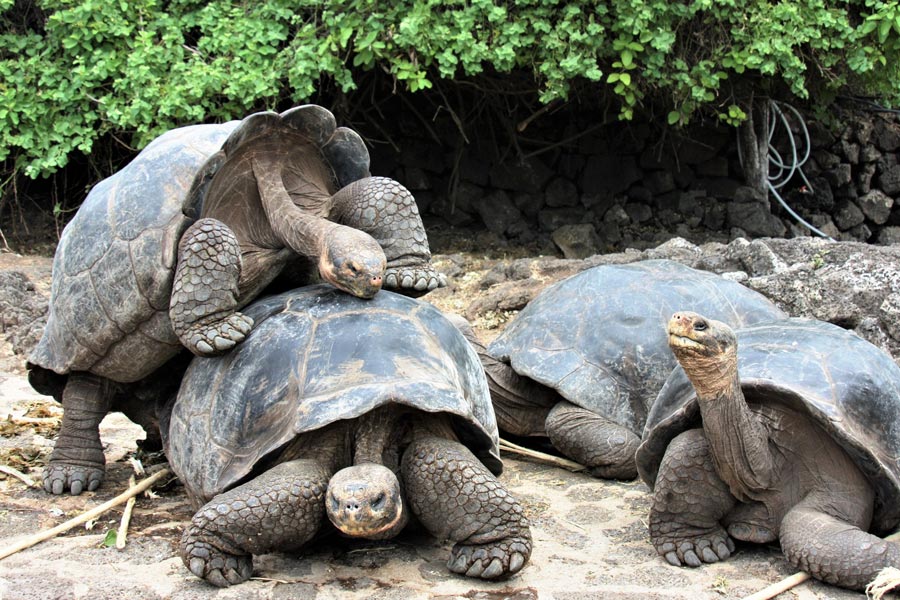 giant tortoises of galapagos