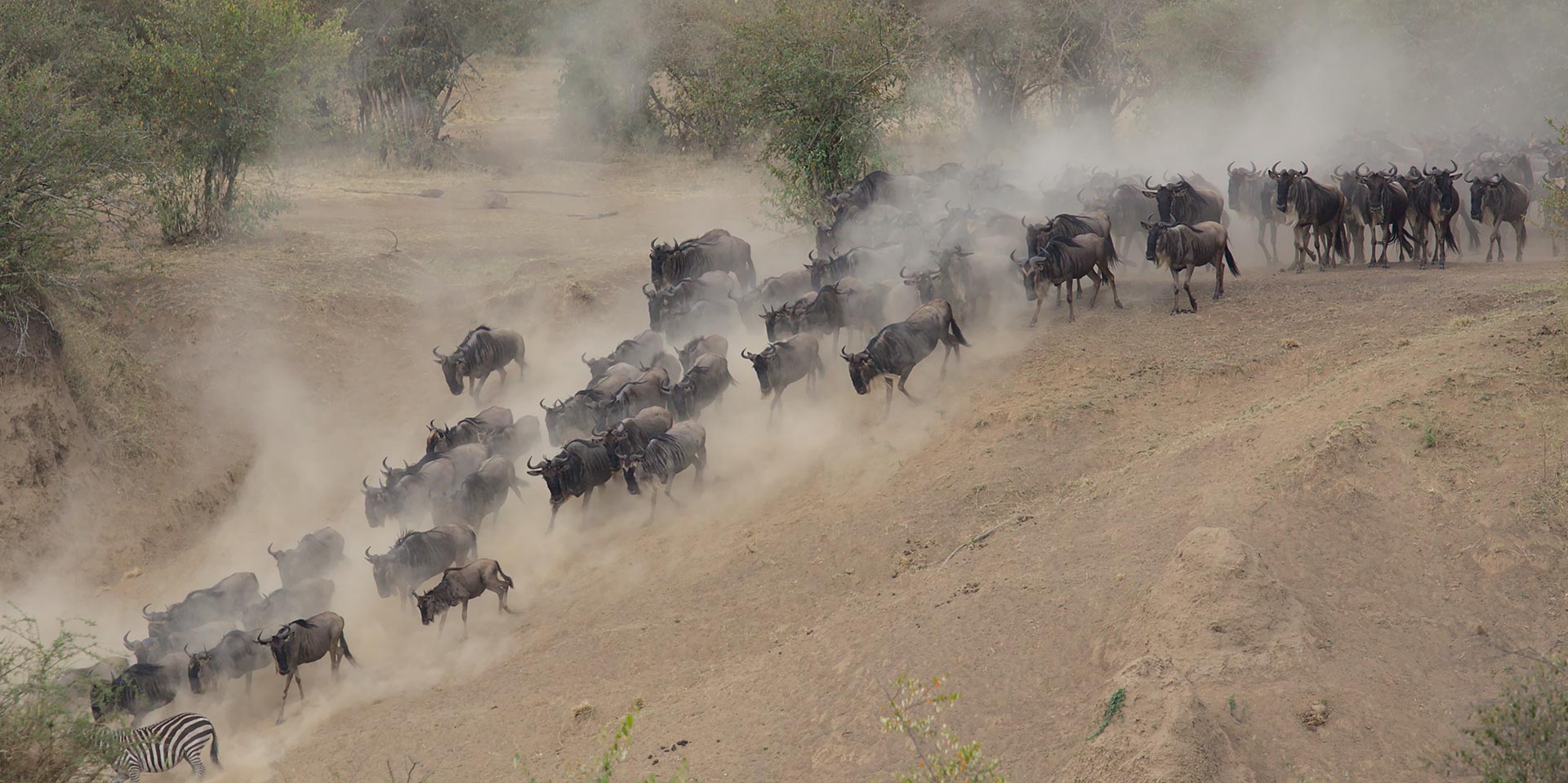 tanzania serengeti great migration