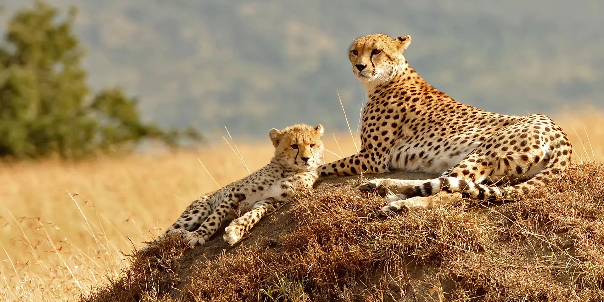 Cheetah and cub in Kenya photographed on Safari Holiday