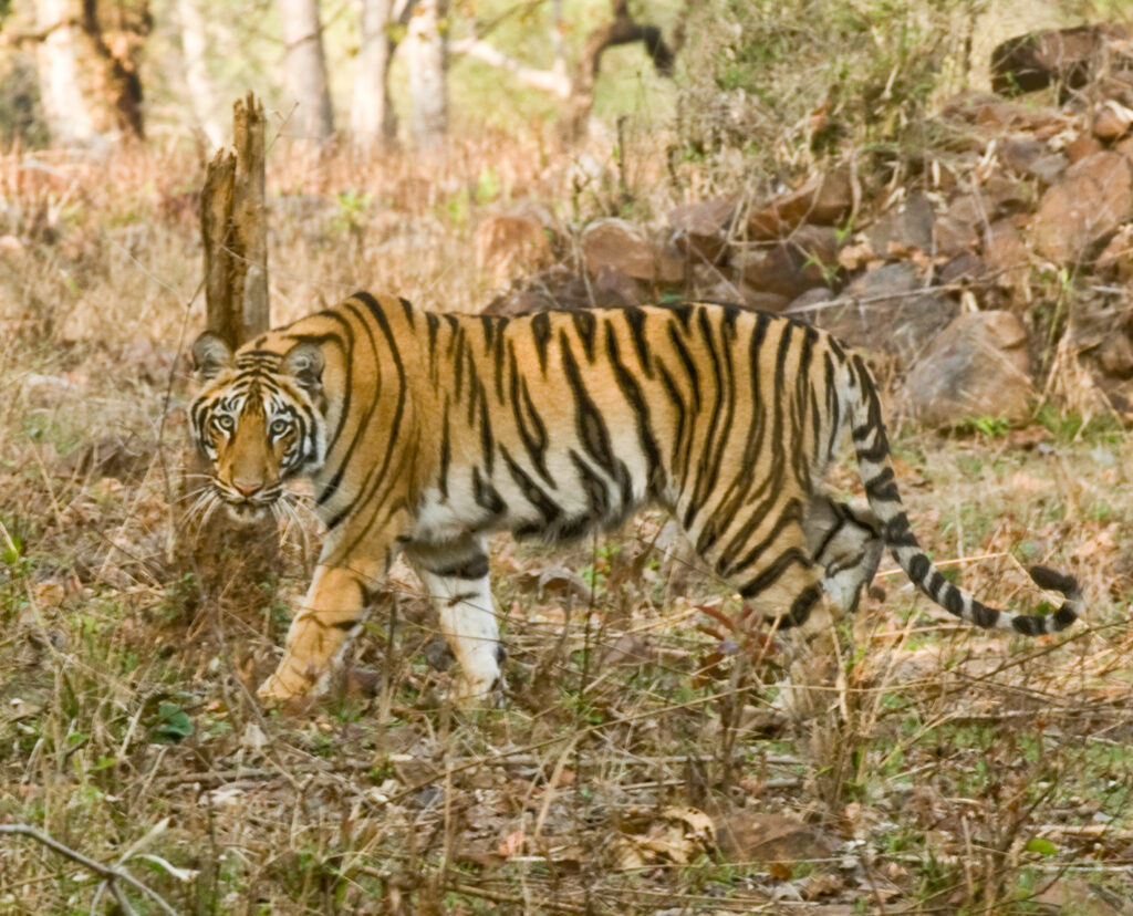 tiger in Kanha National Park