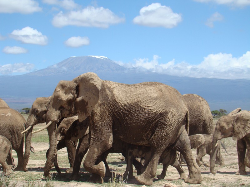 elephant at ambolesi nation park kenya