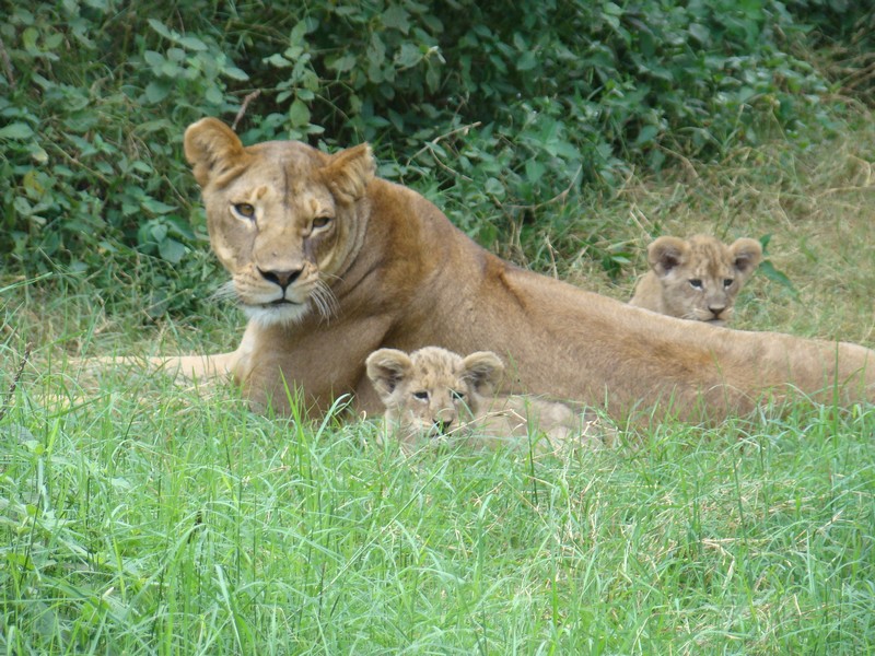 lioness and cub at ambolesi nation park kenya